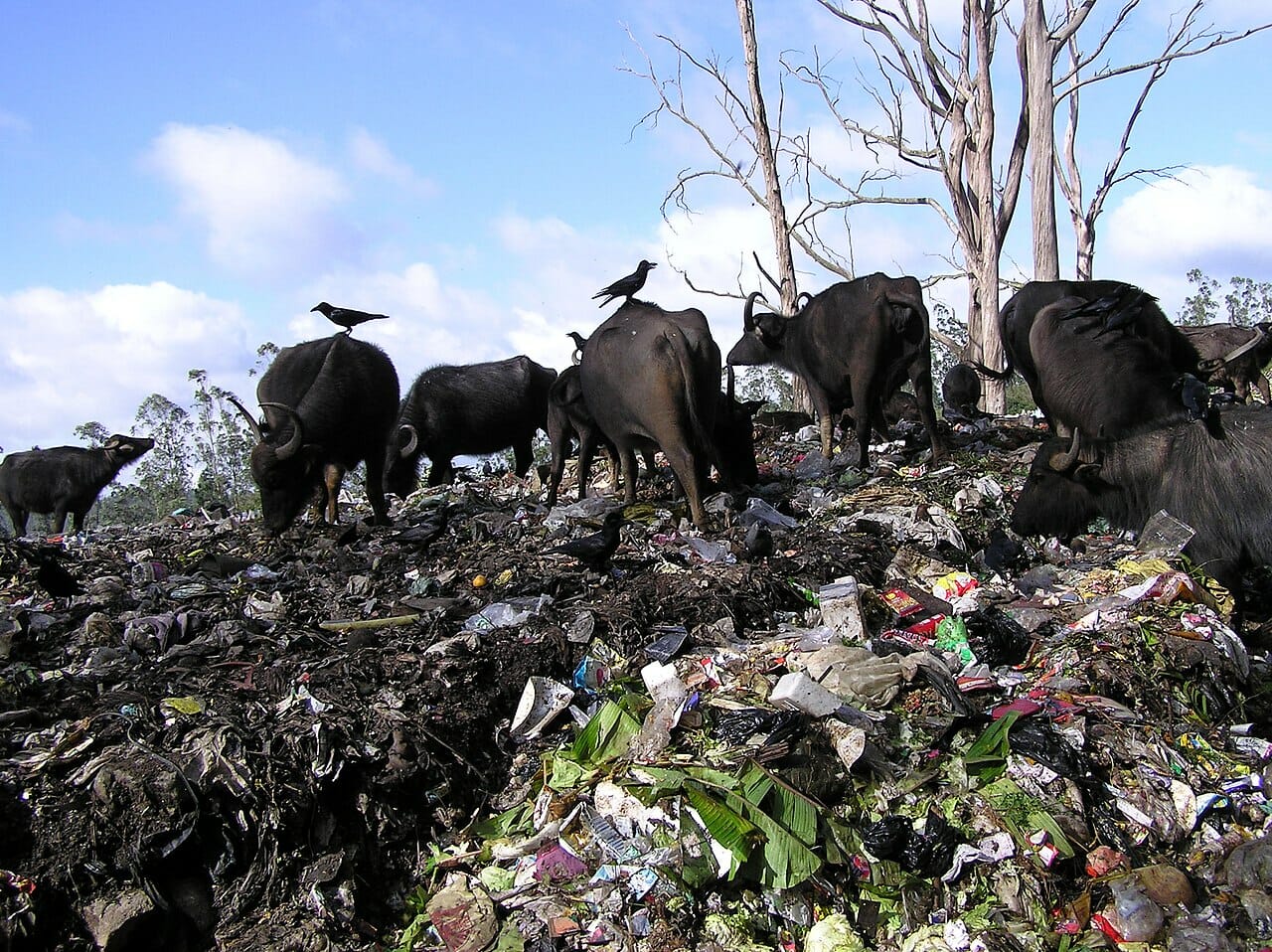 CAG audit of urban waste management in Odisha finds not a single ...