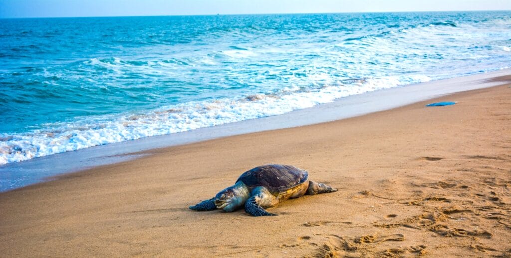 turtle on the beach