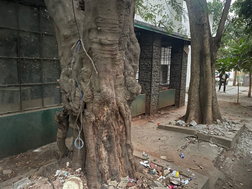 Unmarked trees in census