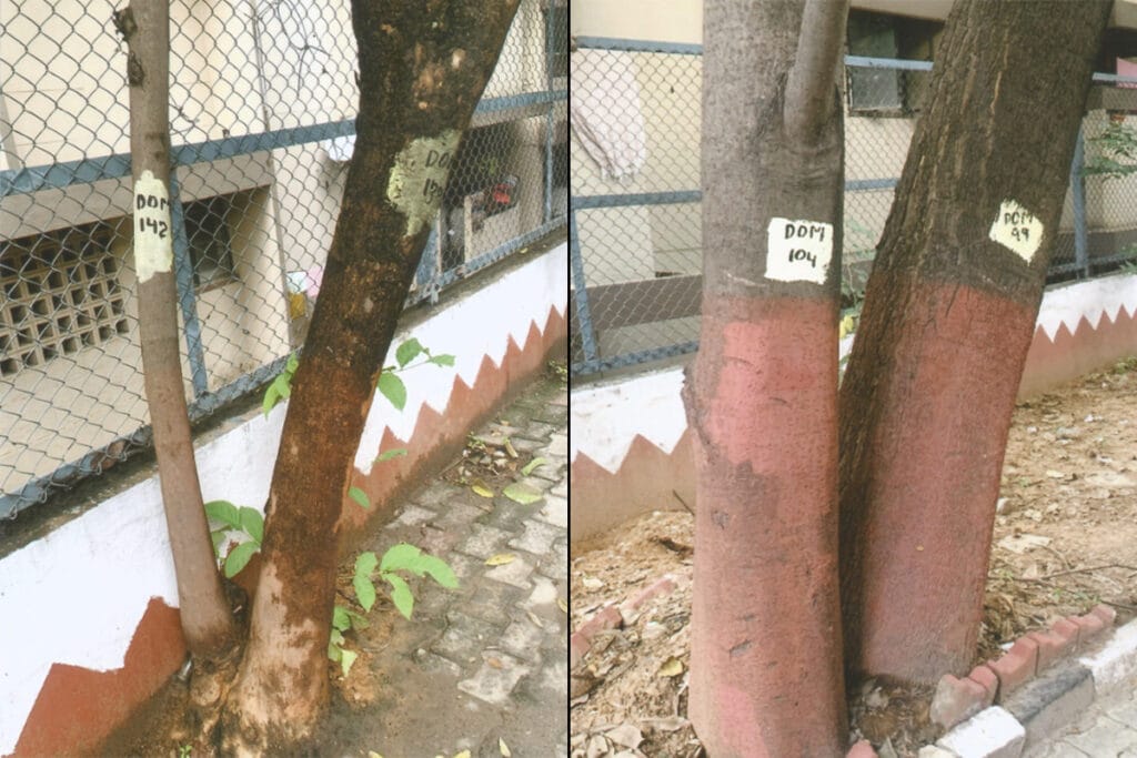 Incorrect numbering of trees