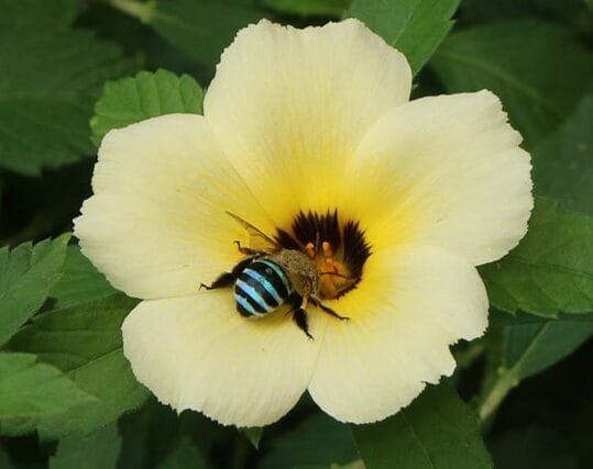 blue banded bee
