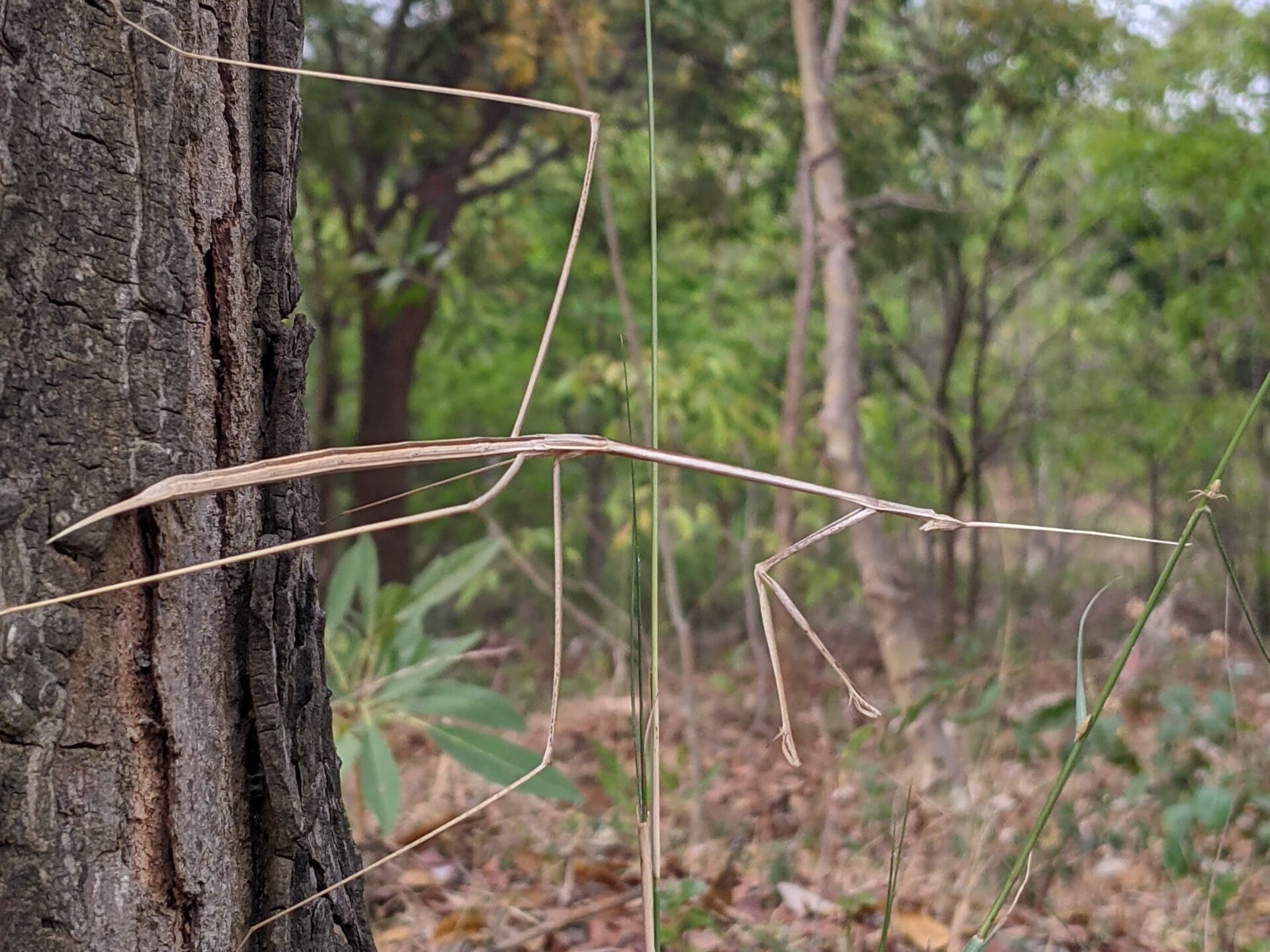 Bhundi Insect Bengaluru's insects and arachnids: How to understand their world and ...