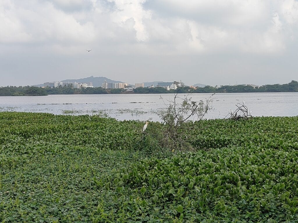 Nanmangalam Lake