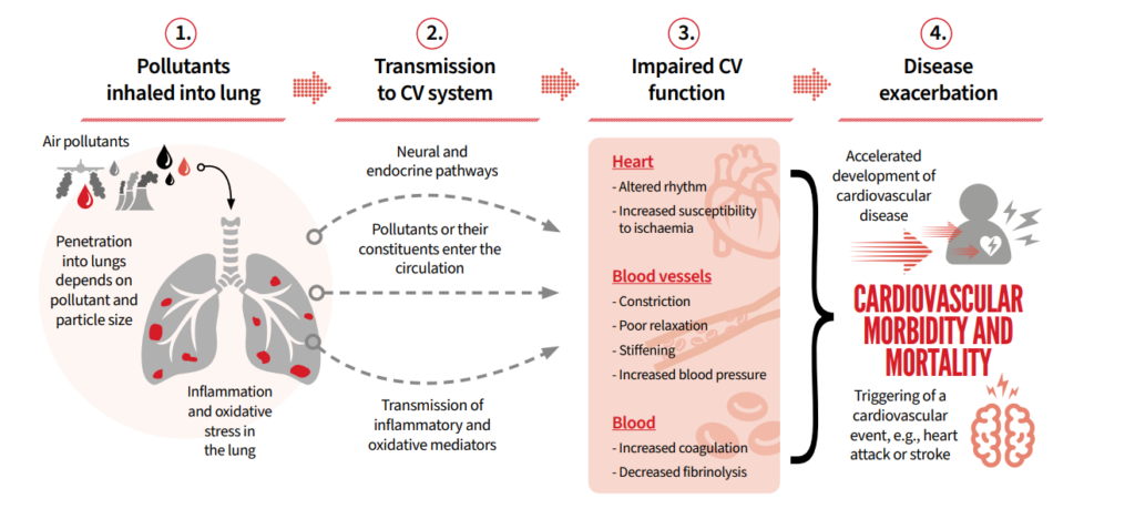 infographic on air pollution impact on lungs