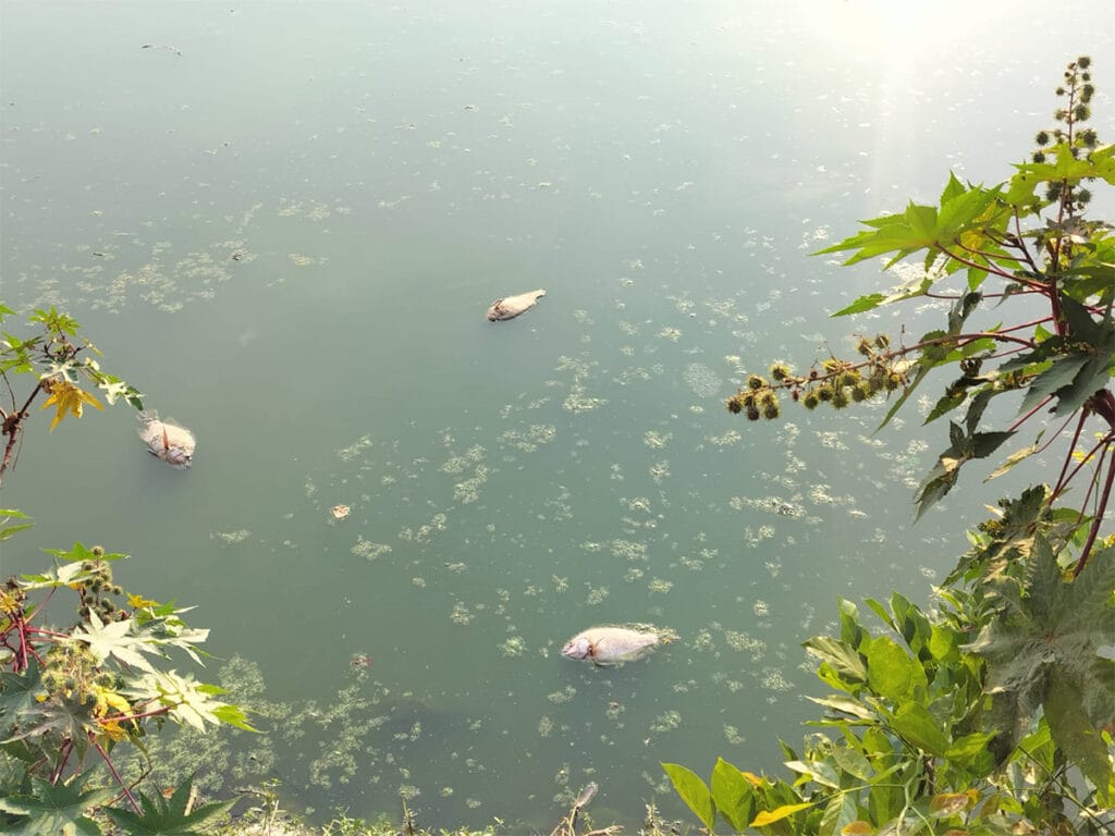Dead fishes in Mullur lake
