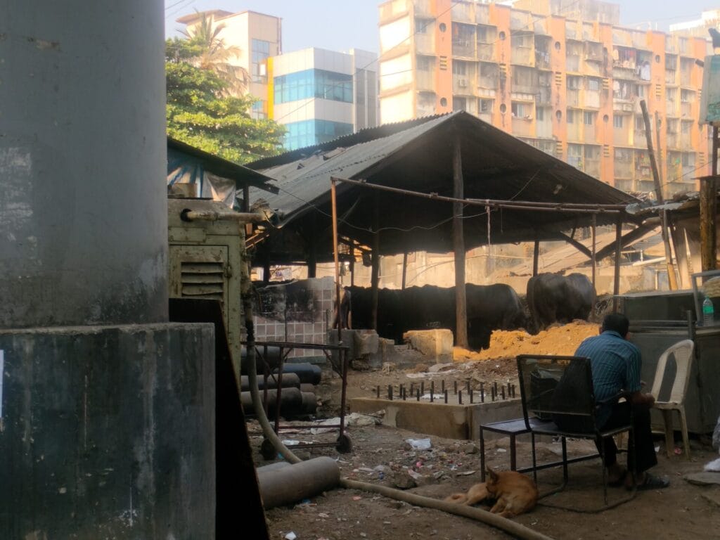 Cow sheds along Dahisar river