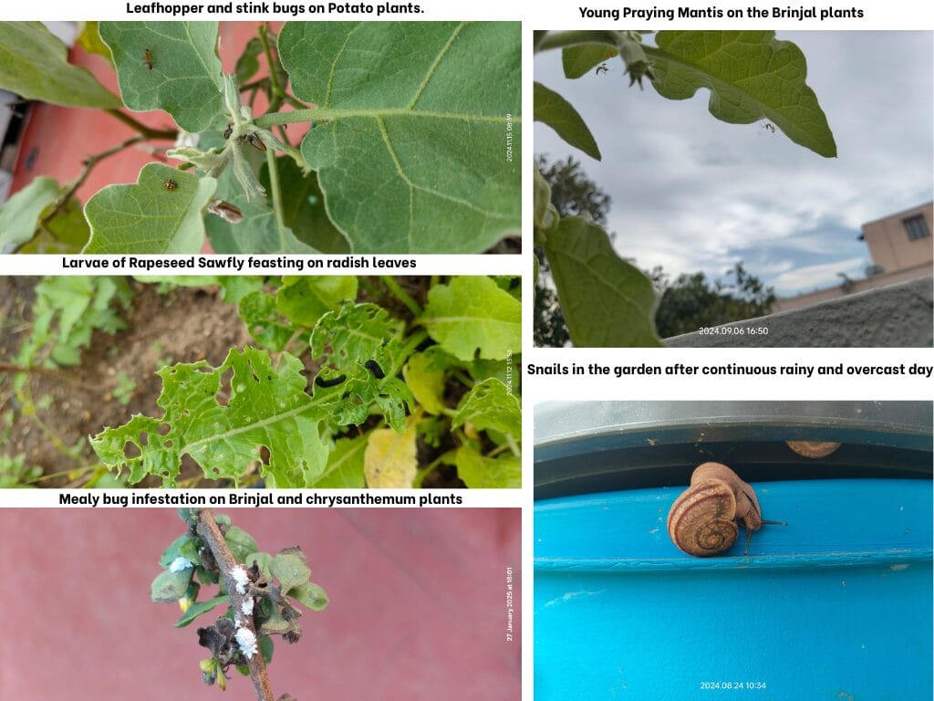 types of garden pests