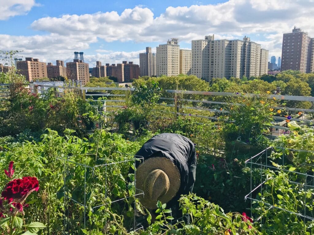 Rooftop garden
