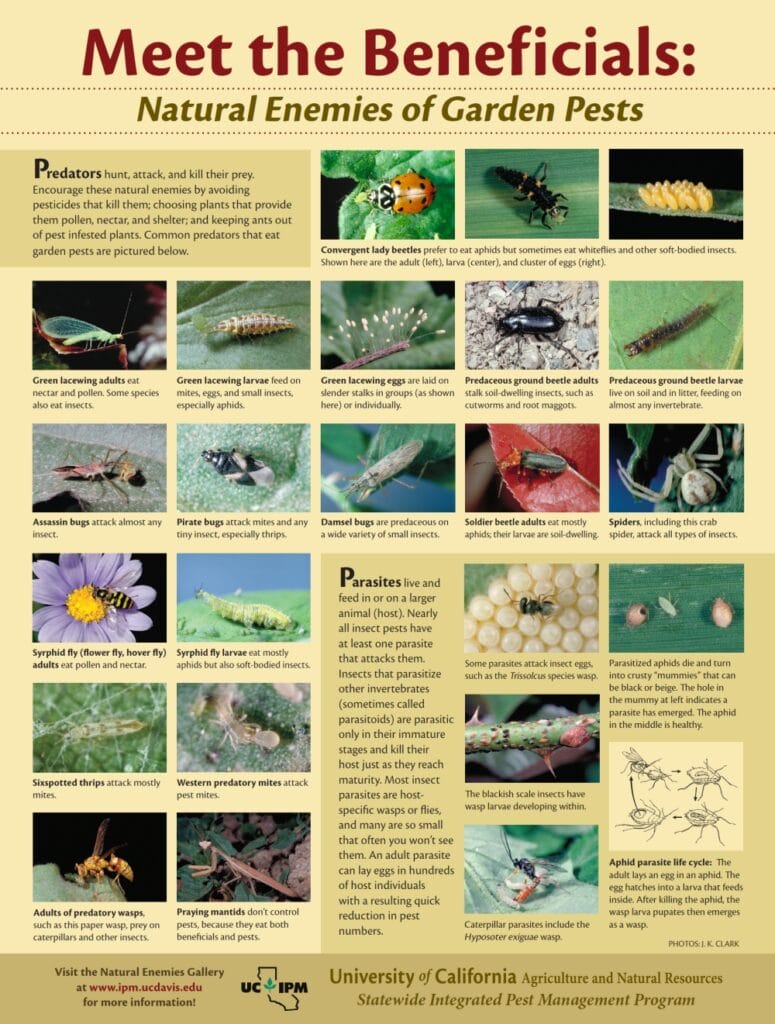 insects which eat pestsNa