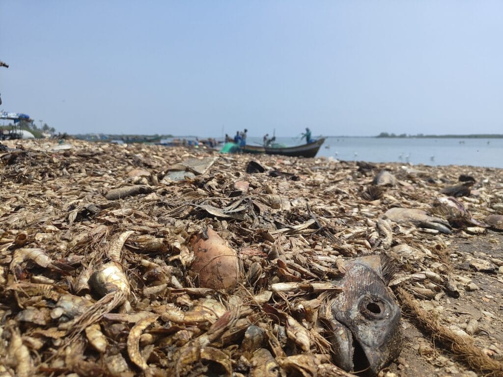 Dead fish on the shore