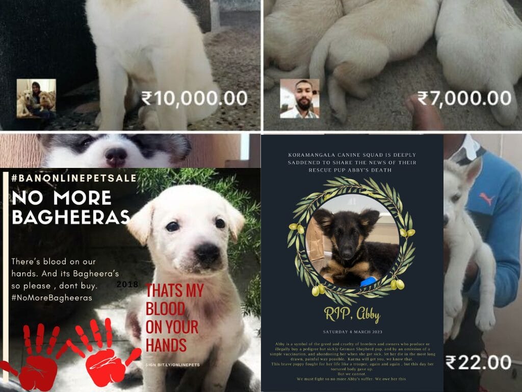 illegal breeders promoting online