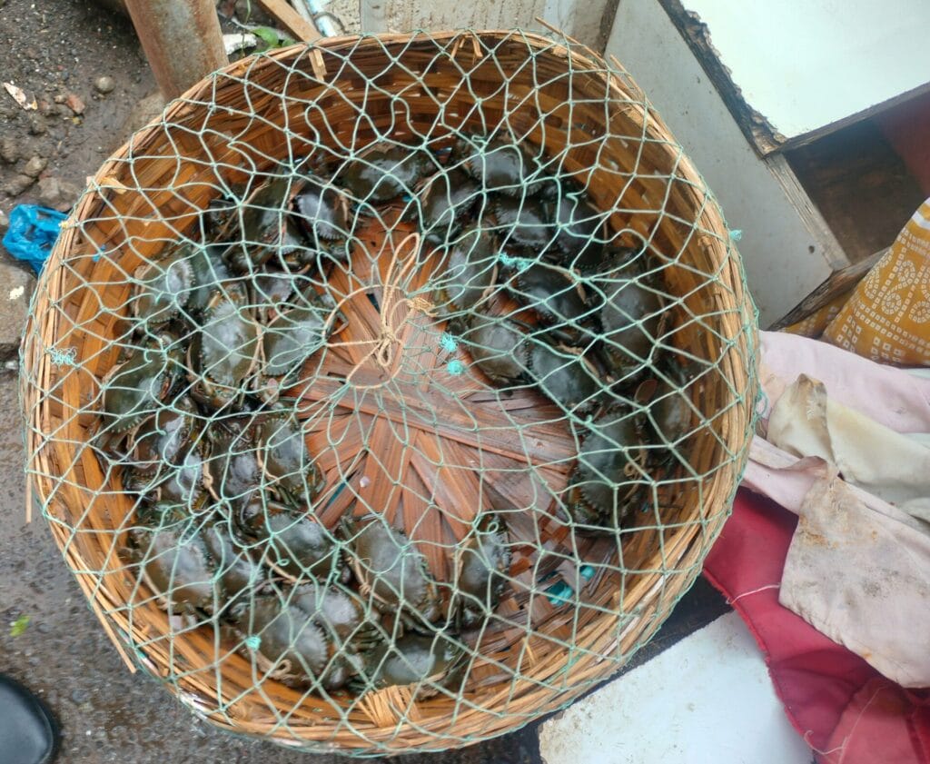 crabs found in the creek