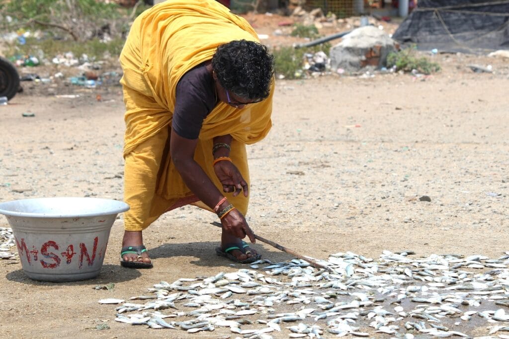 Fisherwoman drying unsold fish