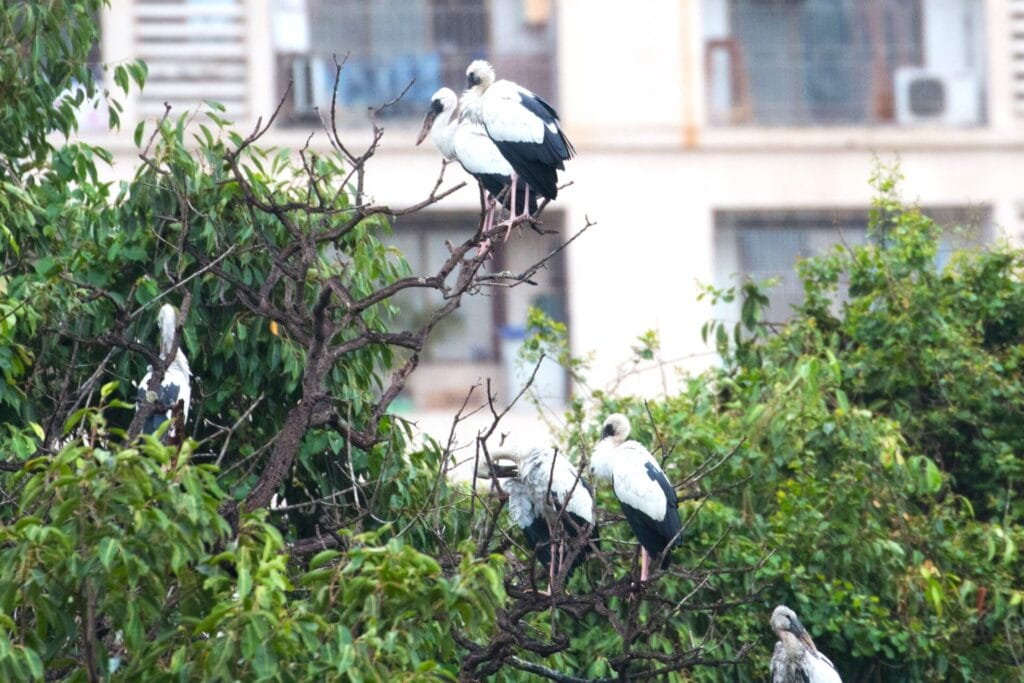 Migratory open-billed storks roosting on trees near the Kavesar Lake