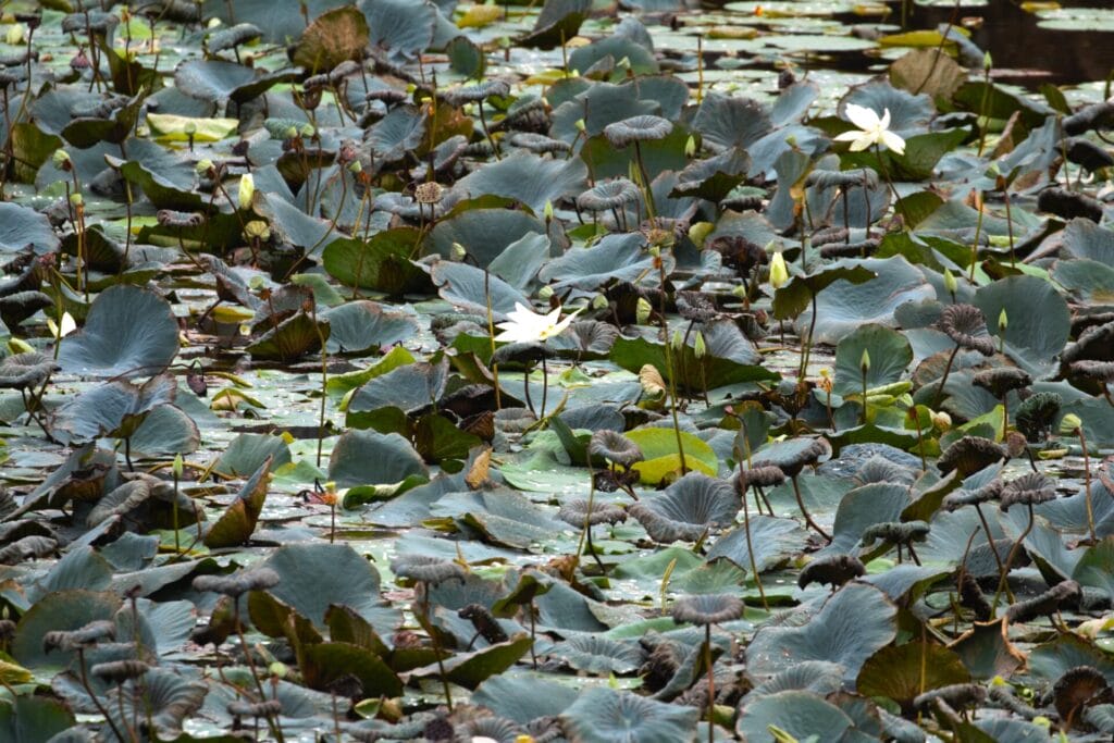 White lotus blooming in Kavesar Lake Thane