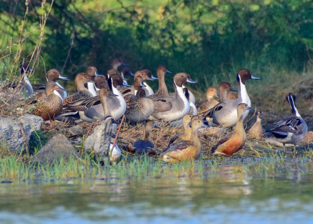 Birds in Pallikaranai Marshland