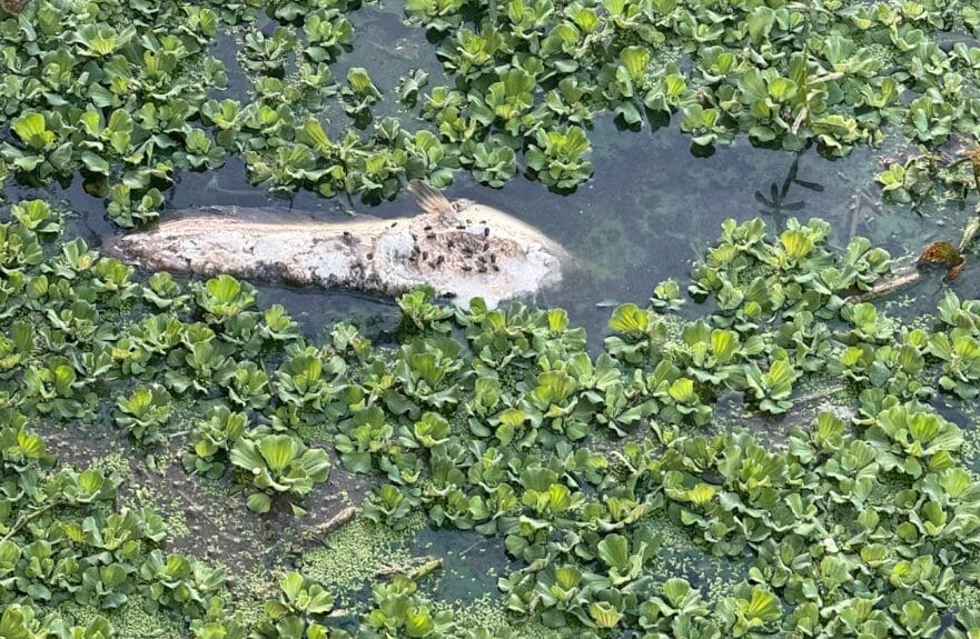 dead fish rotting in saul kere