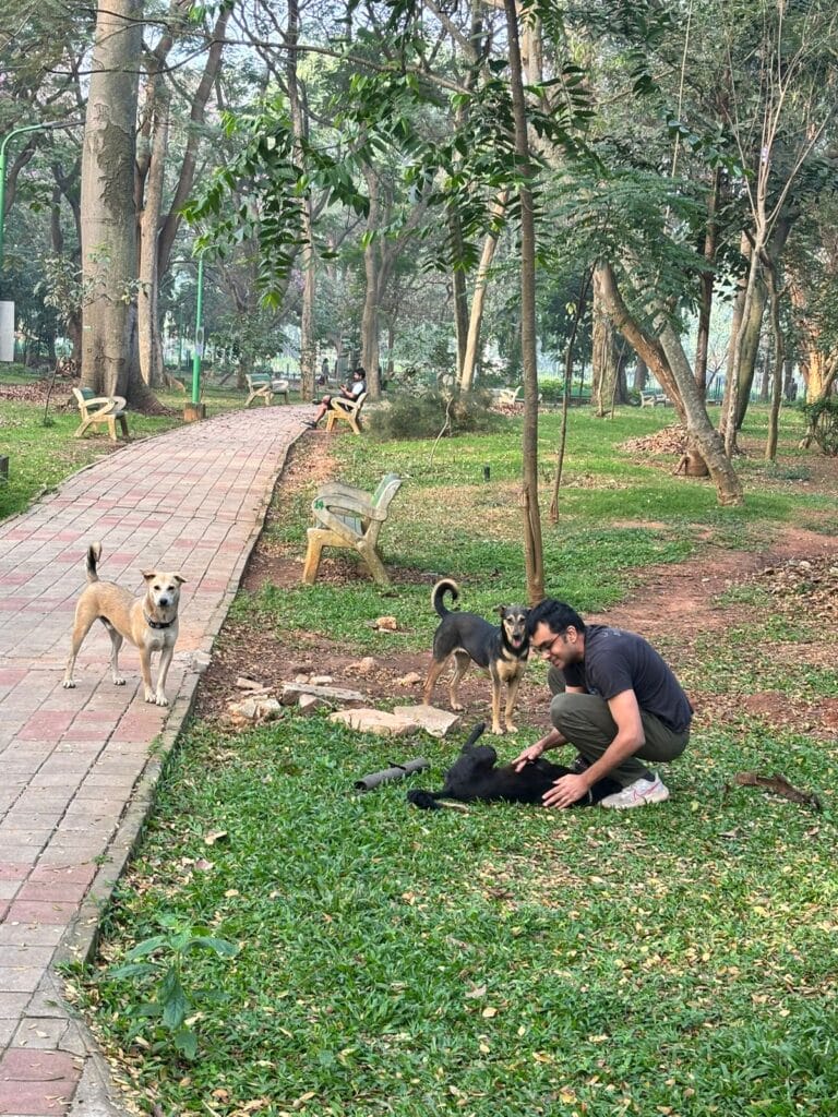 strays in cubbon park