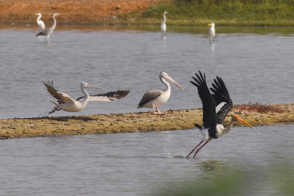 migratory birds in Kovalam