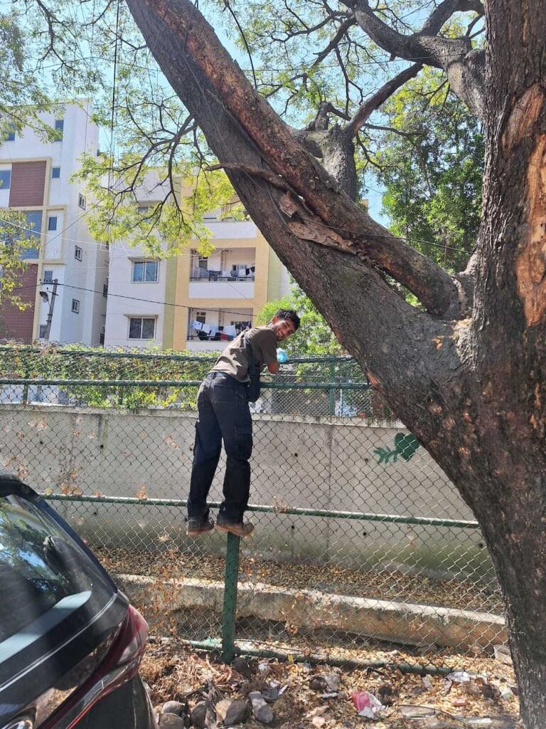 Mandana climbing a fence