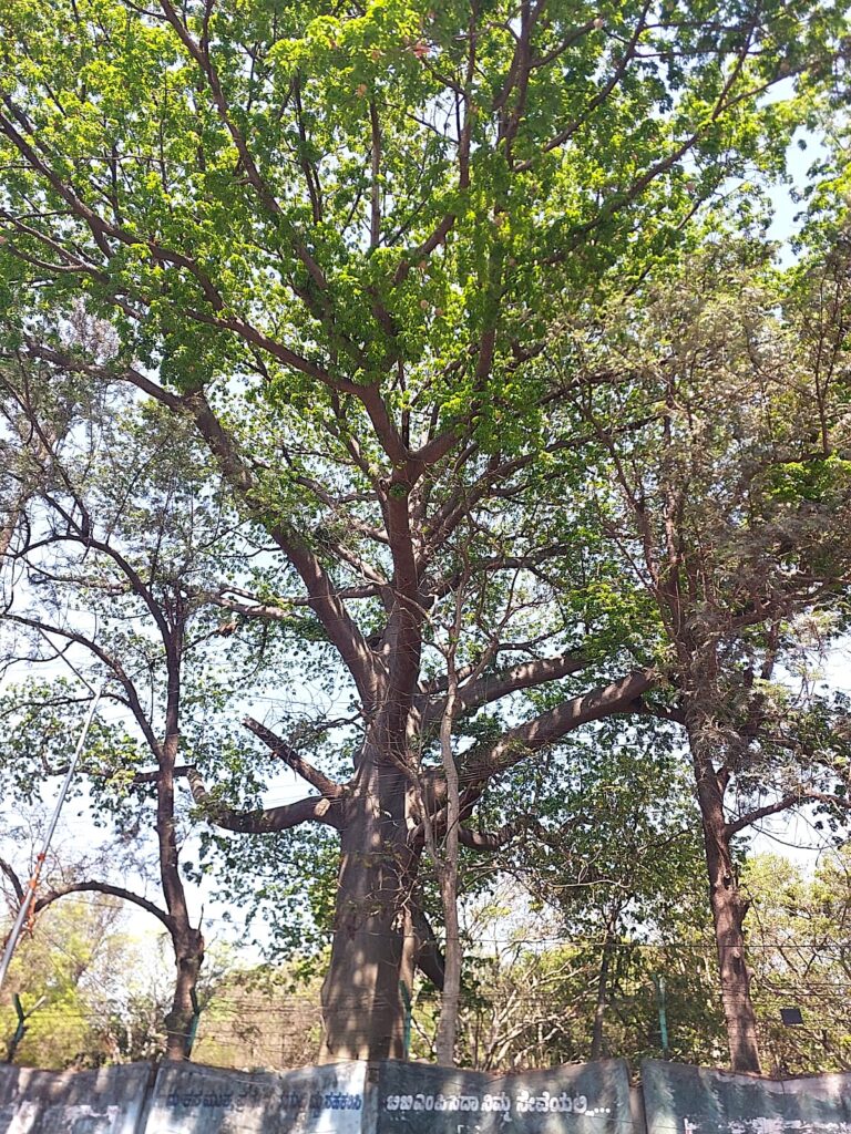 lalbagh silk cotton tree