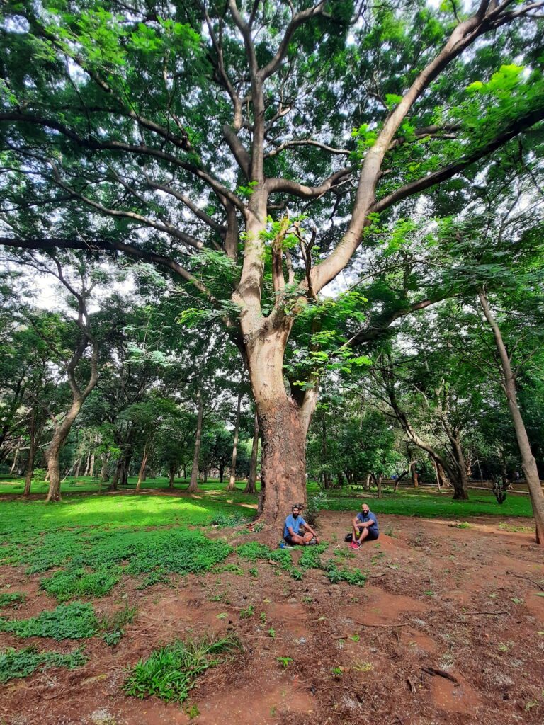 people sitting under a tree in Cubbon Park