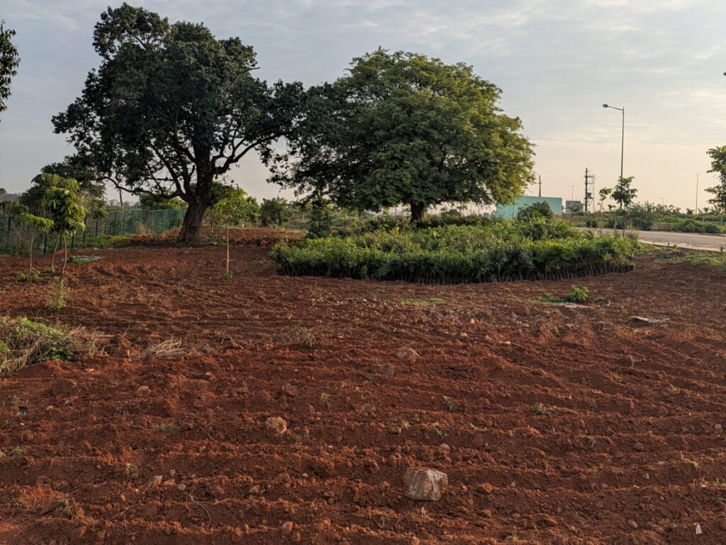saplings
