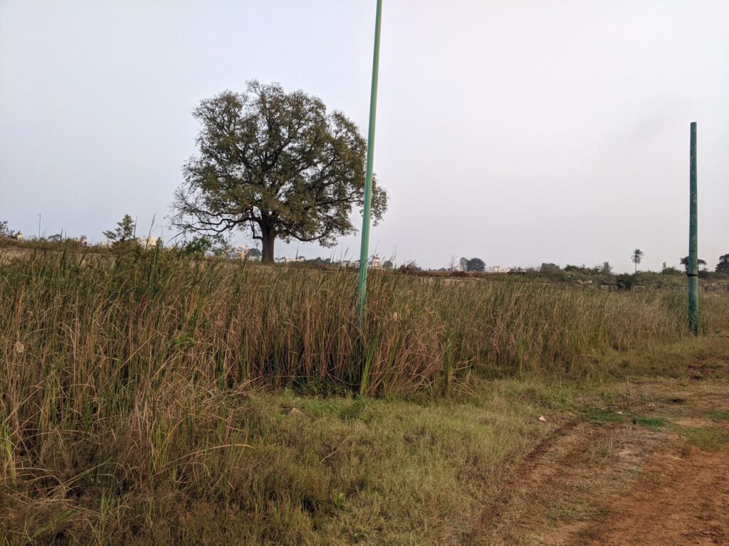 grasses and reeds in Kannali