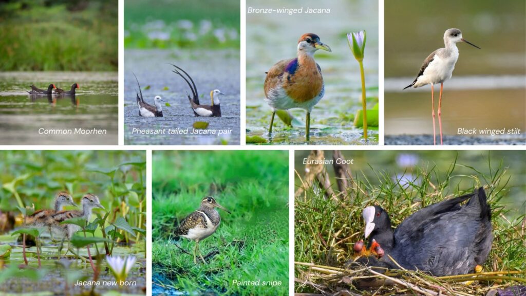 Bird species in Pallikaranai