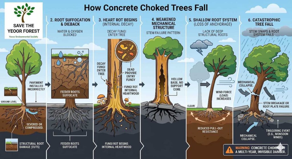 how trees fall due to choking