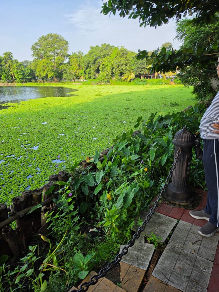 water hyacinth inside the Rabindra Sarobar