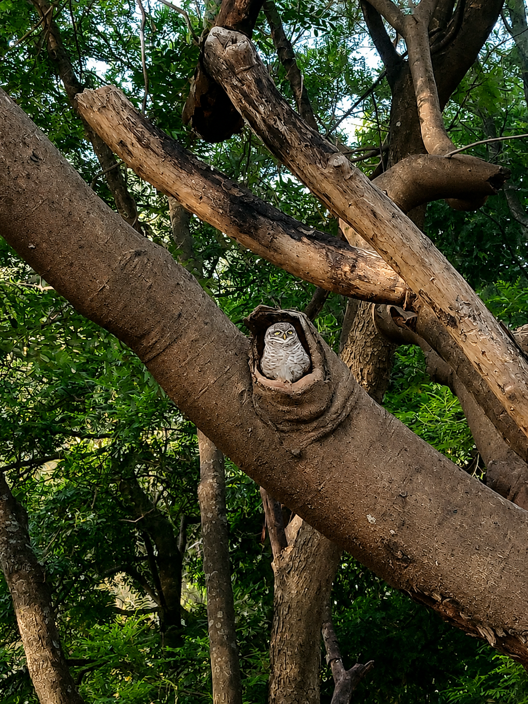 Owl in vet college hebbal campus