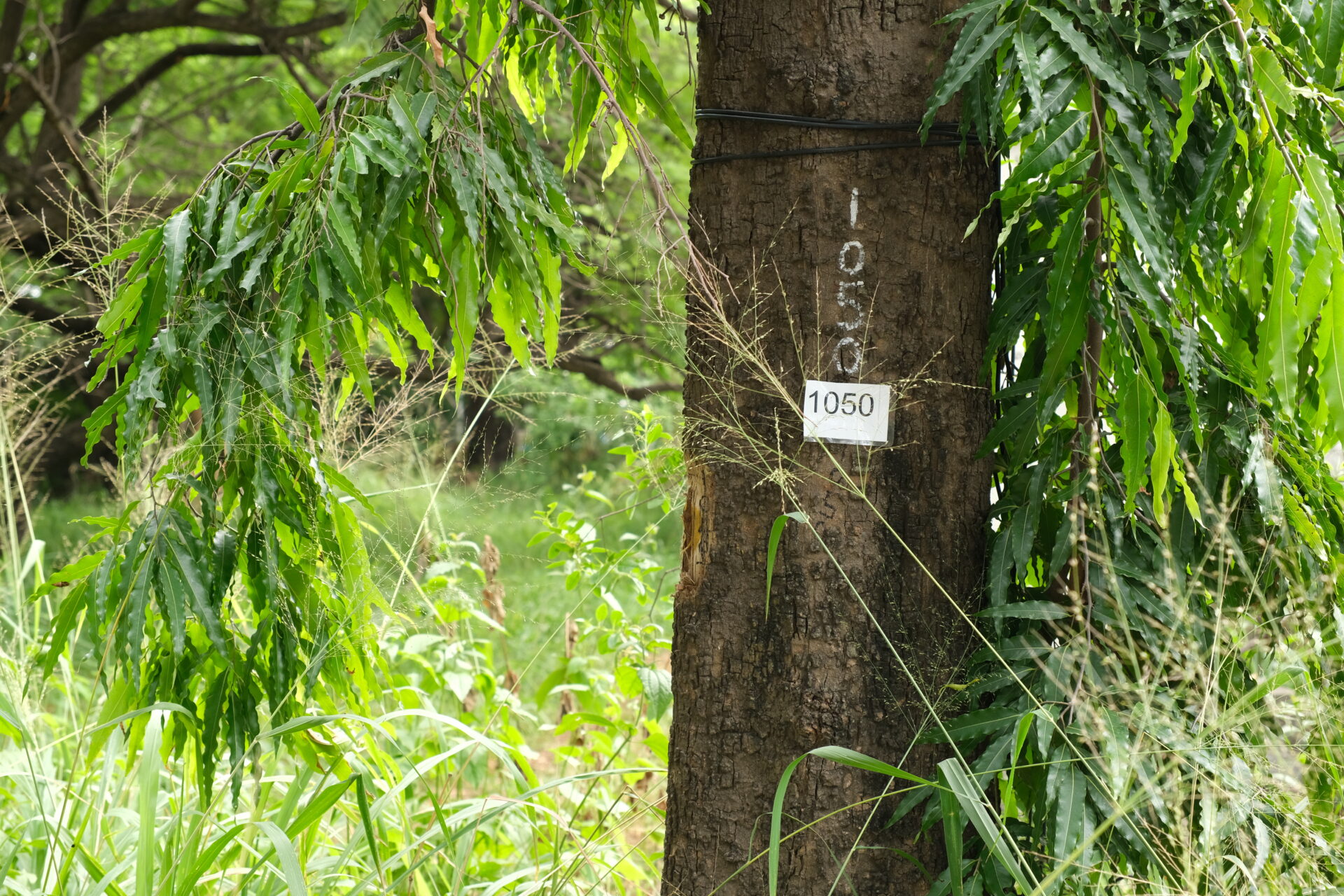 trees to be cut at vet college