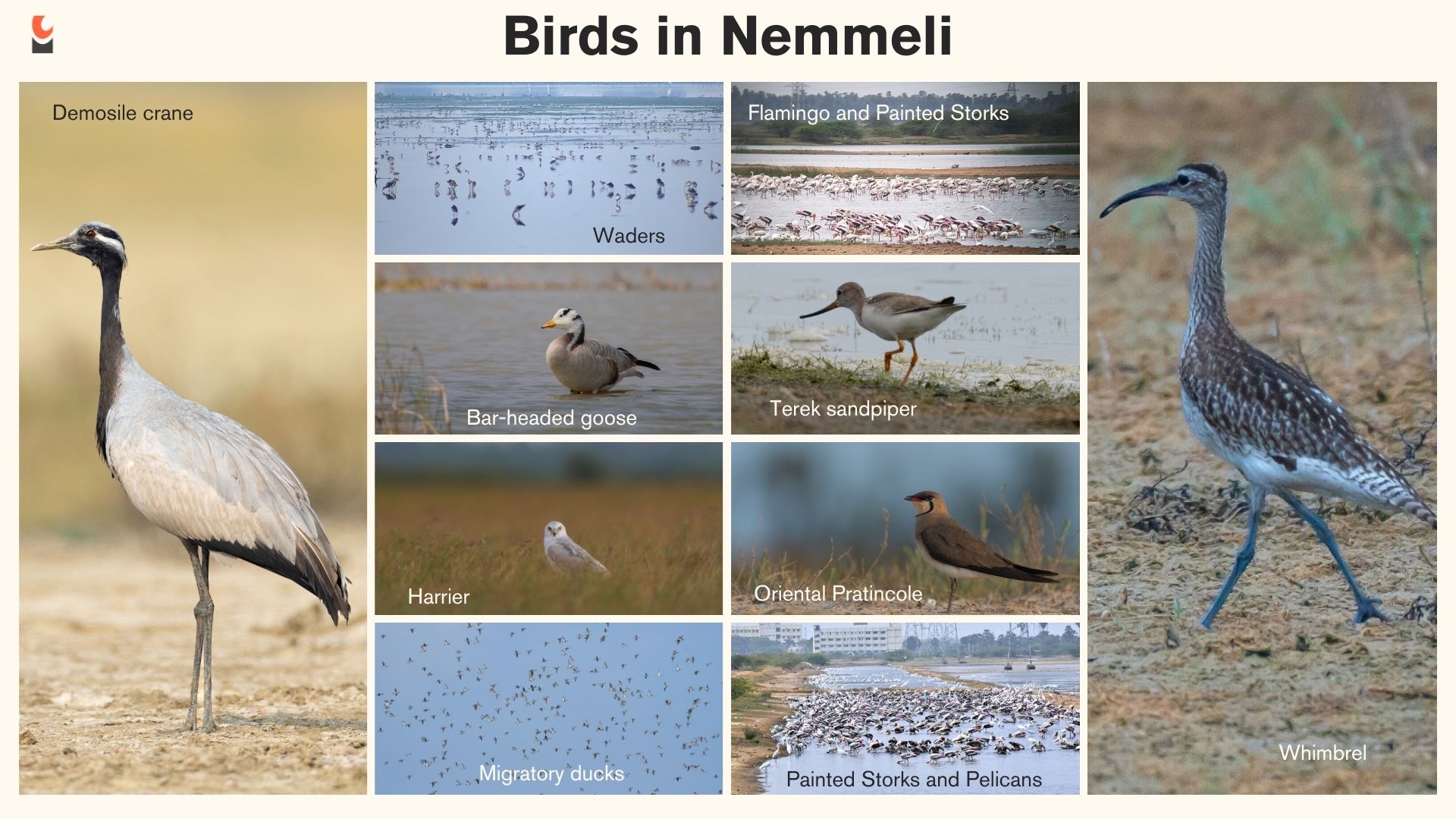 birds of Nemmeli wetland