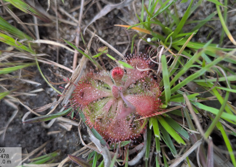 insectivorous plant