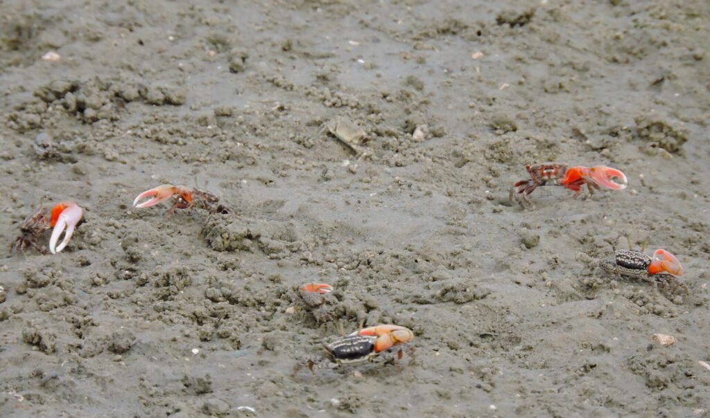 crabs in Nemmeli