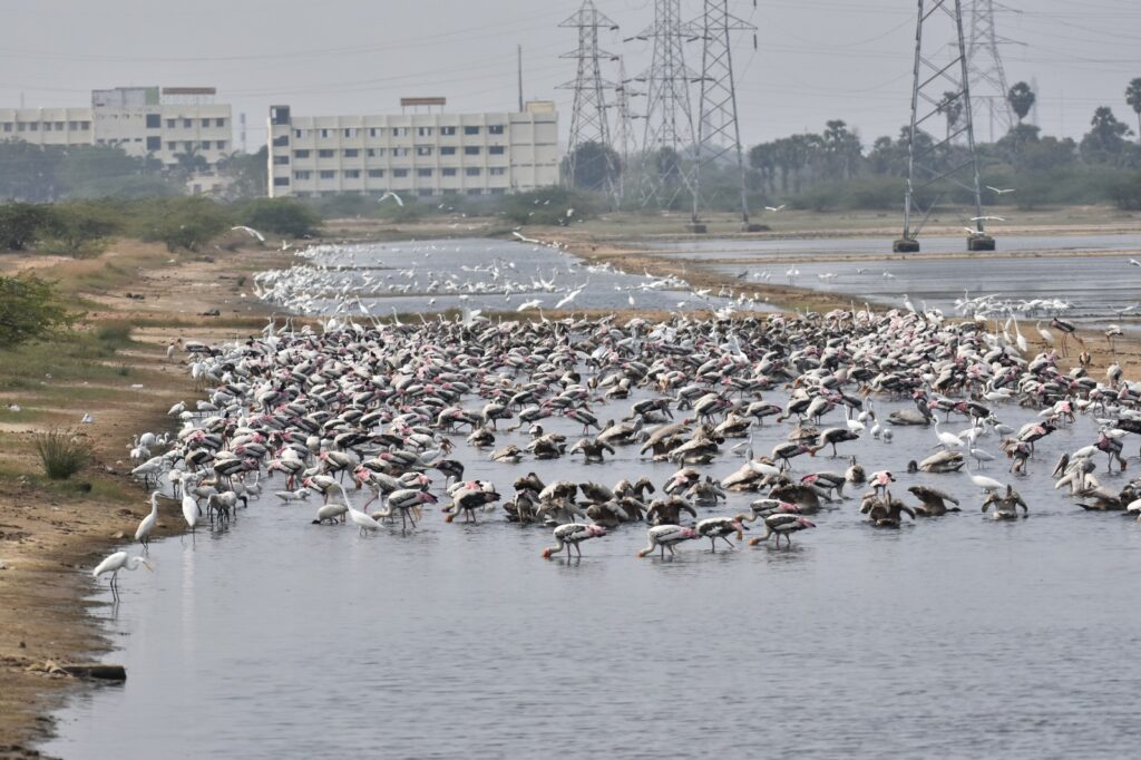 painted and pelicans