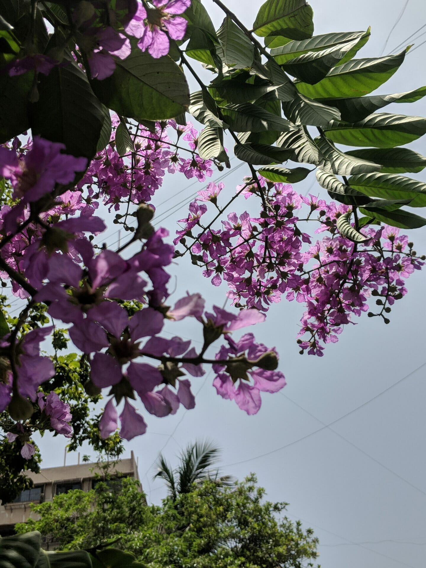 Bloombay Mumbai gets a splash of flowers in shortlived spring