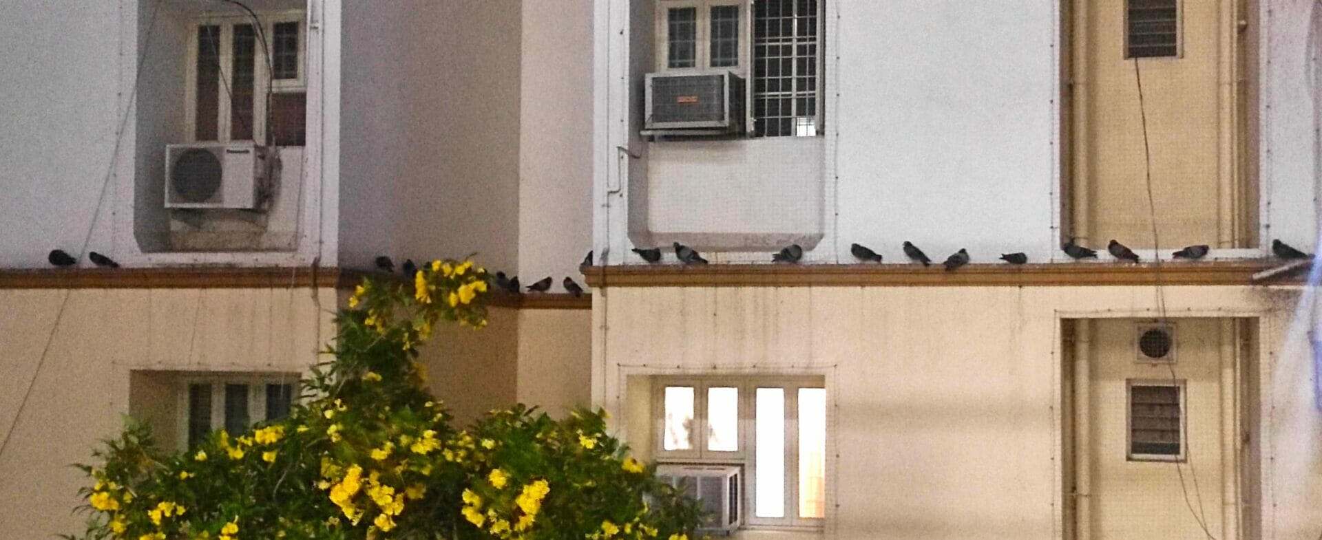 Chennai's pigeon problem driven by unchecked urbanisation Citizen