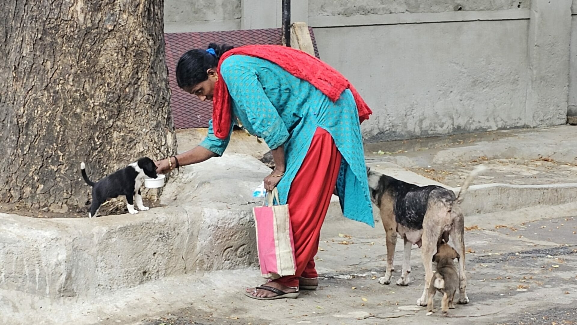 Chennai falters in street dog management despite two decades of ABC
